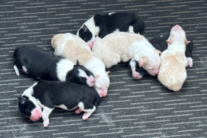 Bonnie Litter 2025 2 Bonnie Pups 26/08/2025