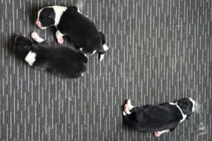 Riot Litter 2025 1 Riot Pups 26/08/2025
