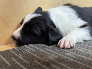 Bonnie Litter 2025 3 bonnie-3w-pup2