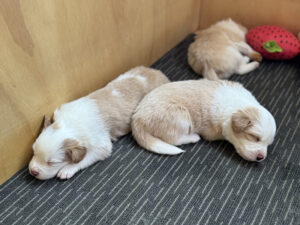 Bonnie Litter 2025 2 bonnie-3w-pup3