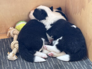Bonnie Litter 2025 1 bonnie-3w-pup4