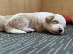 Bonnie Litter 2025 5 bonnie-3w-pup5