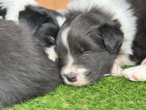 Riot Litter 2025 4 Riot Pups 6 weeks old
