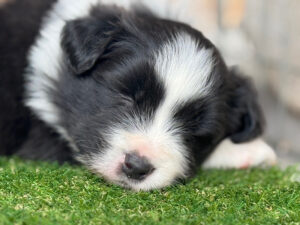 Riot Litter 2025 3 Riot Pups 6 weeks old
