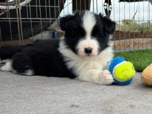 Riot Litter 2025 1 Riot Pups 6 weeks old