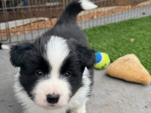 Riot Litter 2025 5 Riot Pups 6 weeks old